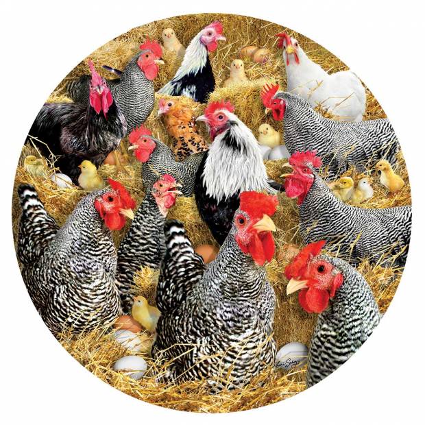 chickens_and_chicks.jpg