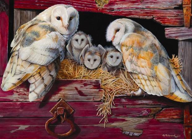 barn_owls.jpg