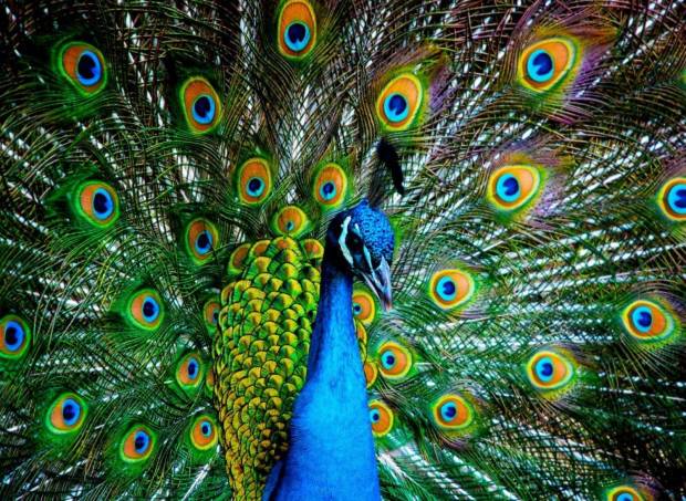 nova-puzzle-peacock-jigsaw-puzzle-1000-pieces.90532-1_.fs_.jpg