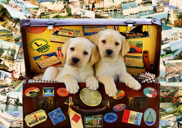bluebird-puzzle-two-travel-puppies-jigsaw-puzzle-1000-pieces.79095-1_.fs_.jpg
