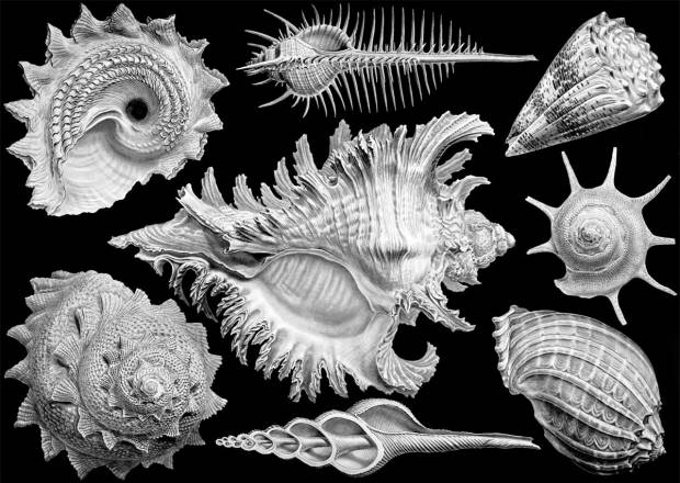 shells.jpeg