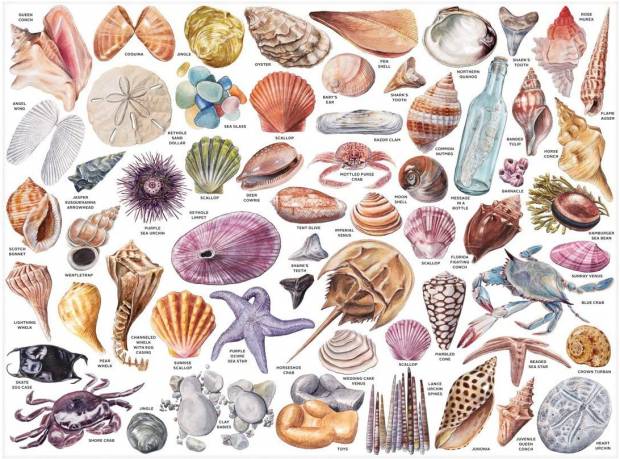 the_beachcombers_companion.jpg