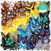 rainbow_butterfly1.jpg