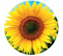 Educa - 800 darabos - 19034 - Sunflower