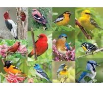 Springbok - 500 darabos - 01495 - Birds of A Feather
