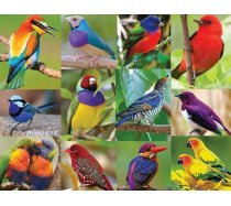 Springbok - 500 darabos - 01597 - Birds of Paradise