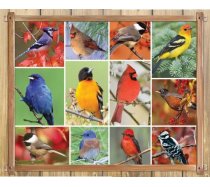 Springbok - 1000 darabos - 10749 - Songbirds