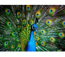 Nova - 1000 darabos - 41113 - Peacock