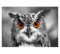 Enjoy - 1000 darabos - 1626 - Curious owl