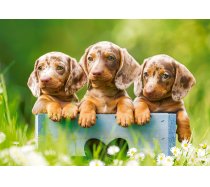 Castorland - 500 darabos - 53605 - Cute Dachshunds