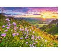 Castorland - 500 darabos - B-53681- Harebells at Sunrise