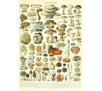 Grafika - 1000 darabos 00590 - Champignons