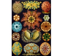 Grafika - 1000 darabos 00618 - Ernst Haeckel Collection - Ascidiacea